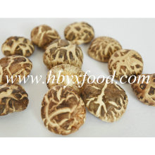 2.5-3cm Fresh Dried Tea Flower Shiitake Mushroom